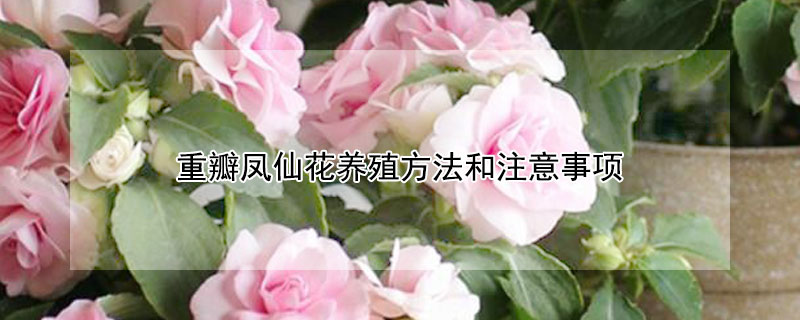 重瓣凤仙花养殖方法和注意事项