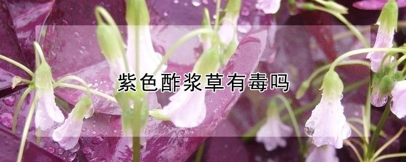 紫色酢浆草有毒吗