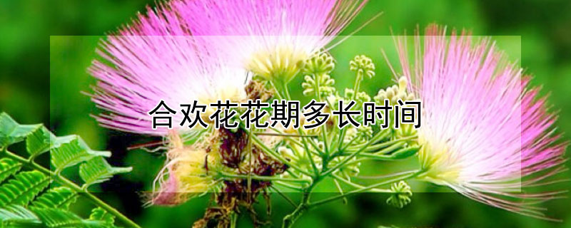 合欢花花期多长时间