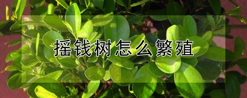 摇钱树怎么繁殖