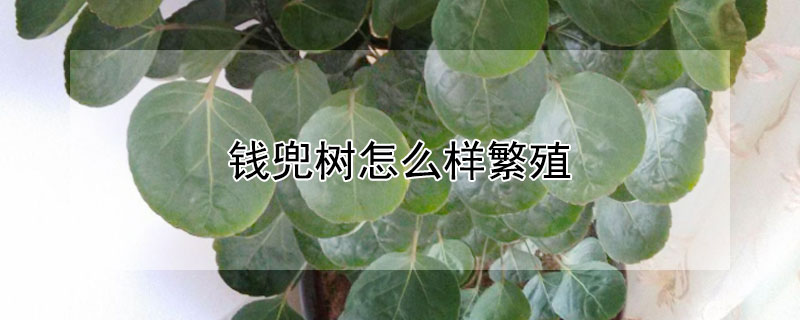 钱兜树怎么样繁殖 金钱树的养殖方法