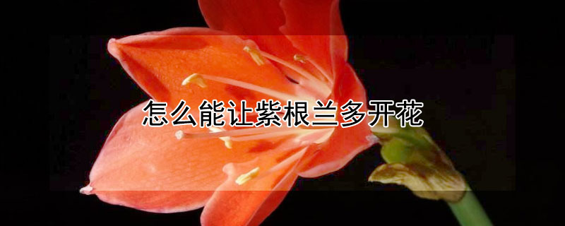 怎么能让紫根兰多开花