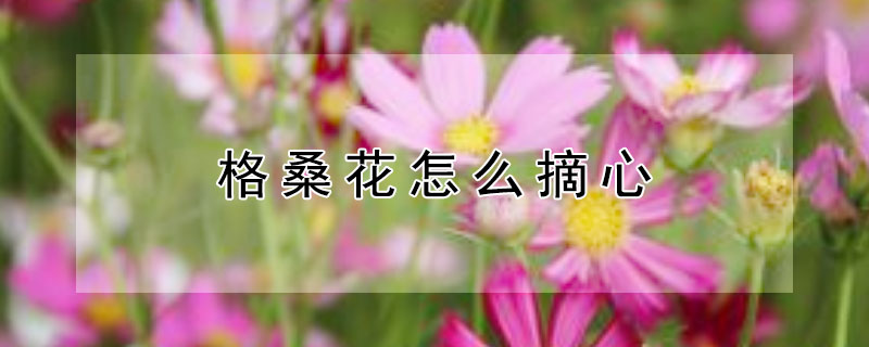 格桑花怎么摘心（格桑花怎么摘心图片）