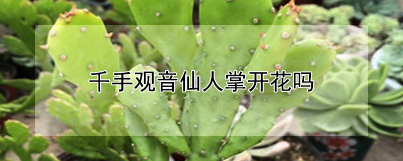 千手观音仙人掌开花吗（千手仙人掌开花吗?）