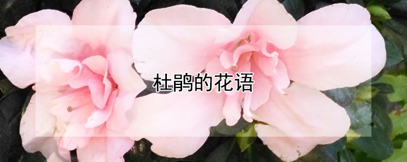 杜鹃的花语