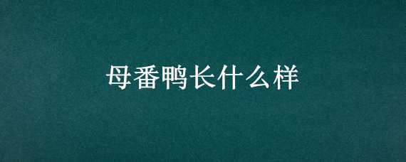 母番鸭长什么样（母番鸭长什么样图片）