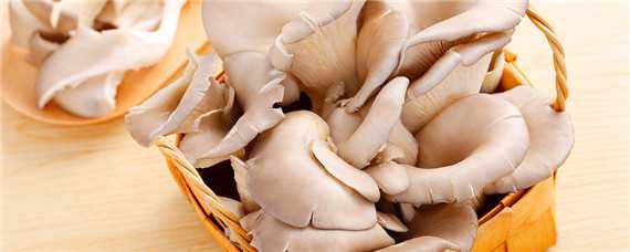 种植平菇的配料方法 平菇种植怎么配料