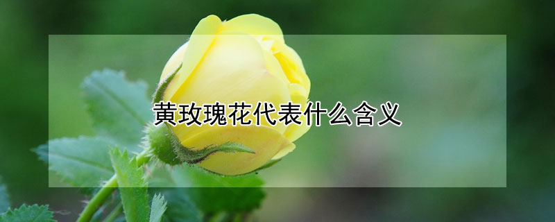 黄玫瑰花代表什么含义