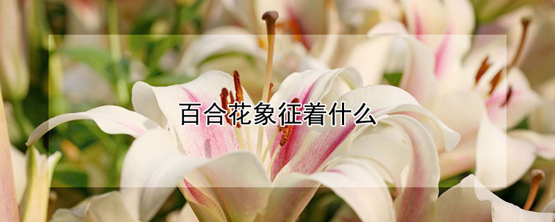 百合花象征着什么