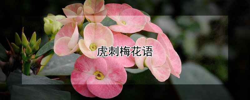 虎刺梅花语