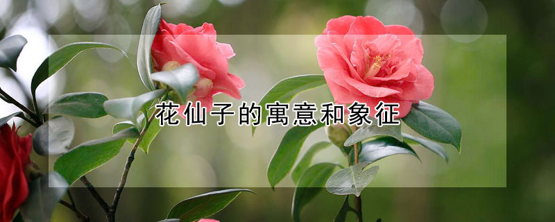 花仙子的寓意和象征