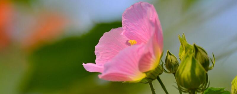 芙蓉花怎么养（芙蓉花怎么养?芙蓉花的养殖方法?）