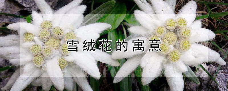 雪绒花的寓意