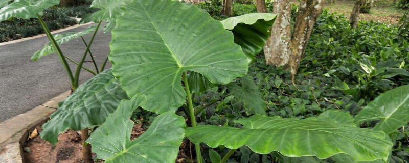 大野芋怎样盆养 大野芋怎么种植