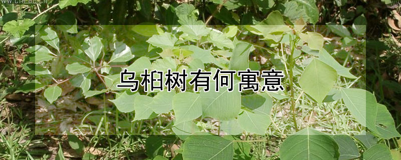 乌桕树有何寓意