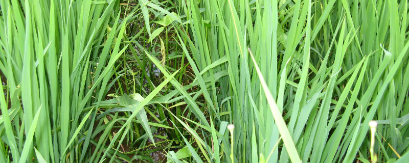 荸荠无土种植