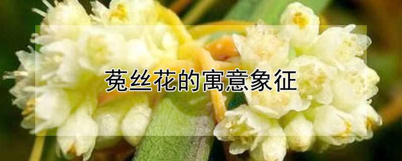 菟丝花的寓意象征