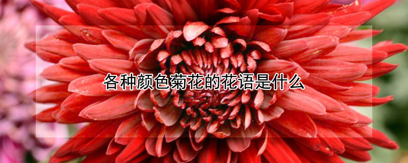 各种颜色菊花的花语是什么（彩色菊花的花语是什么）