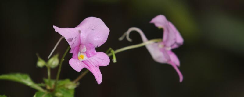 凤仙花如何打顶