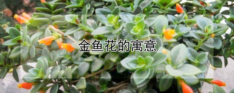 金鱼花的寓意