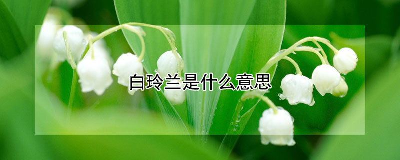 白玲兰是什么意思（白玲兰话语）