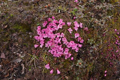 红花岩梅养护方法