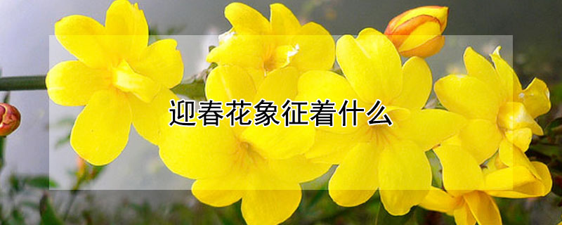 迎春花象征着什么