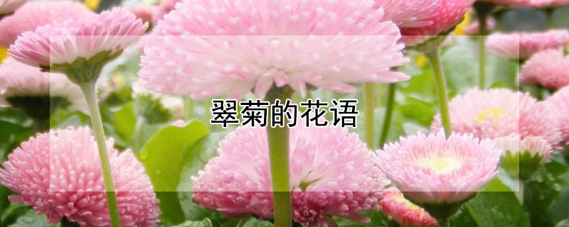 翠菊的花语（翠菊的花语紫色）