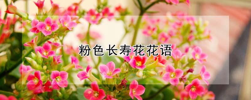 粉色长寿花花语