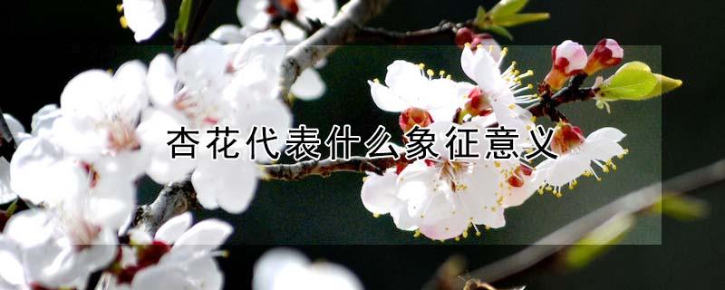 杏花代表什么象征意义