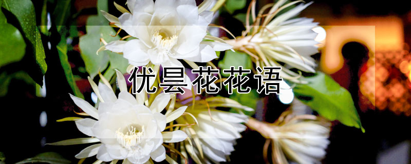 优昙花花语