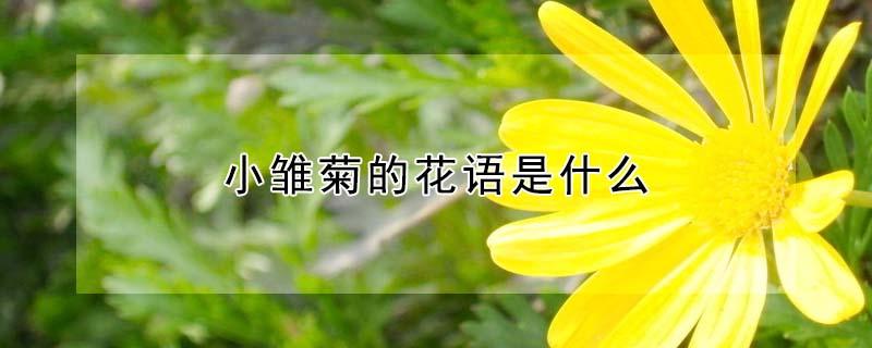 小雏菊的花语是什么