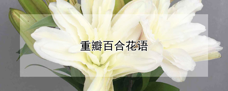 重瓣百合花语