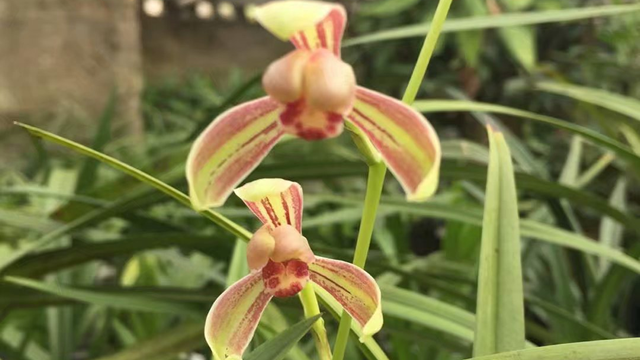 兰花养几年开花 兰花养几年开花正常