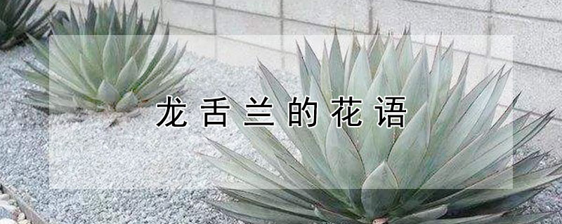 龙舌兰的花语