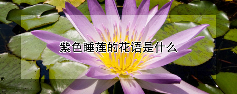 紫色睡莲的花语是什么