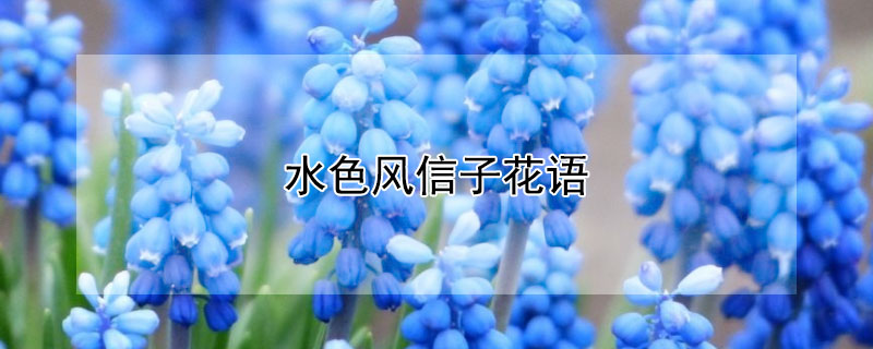 水色风信子花语 各种颜色风信子花语