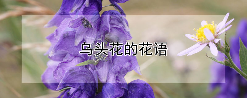 乌头花的花语