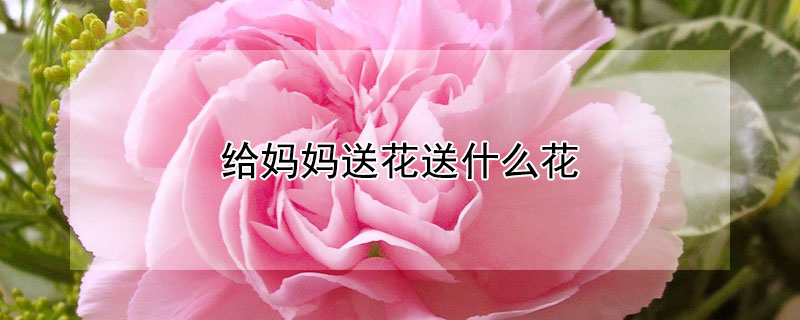 给妈妈送花送什么花