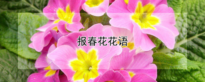 报春花花语