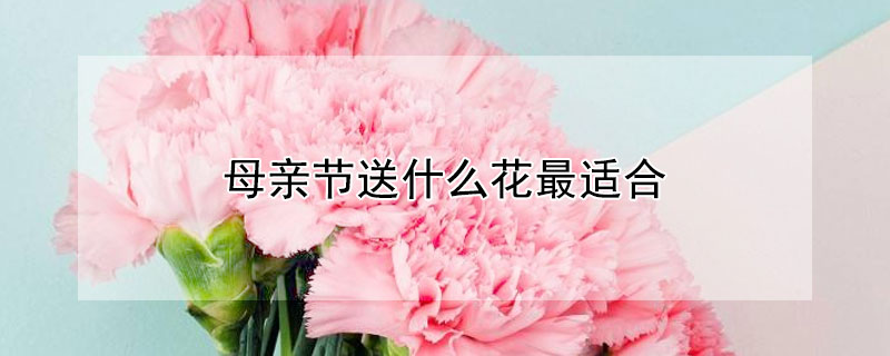 母亲节送什么花最适合