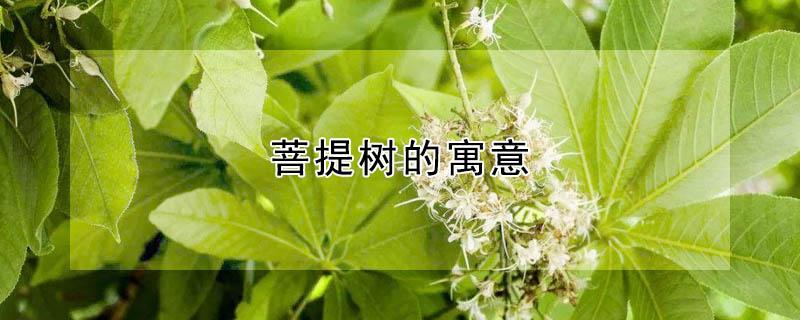 菩提树的寓意