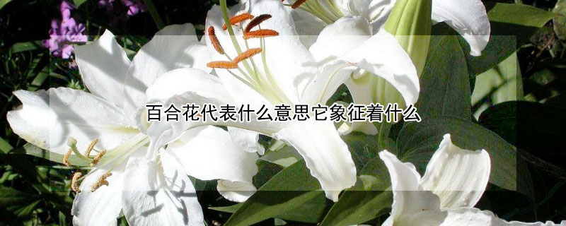 百合花代表什么意思它象征着什么