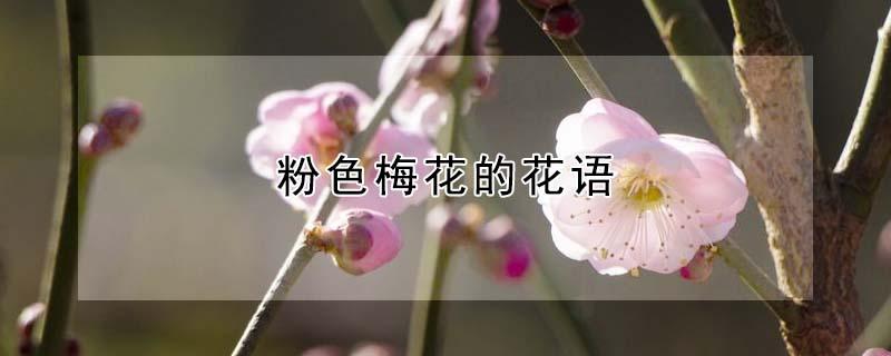 粉色梅花的花语