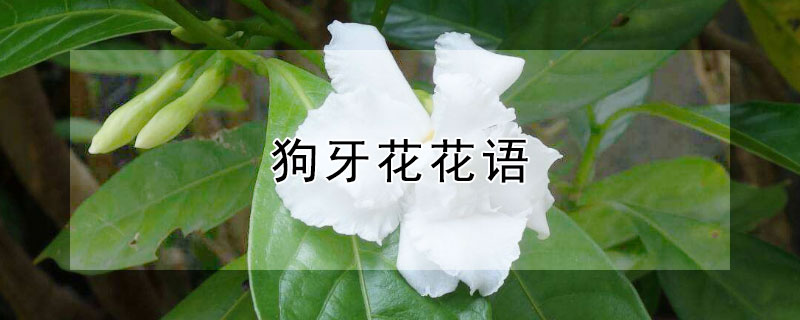 狗牙花花语