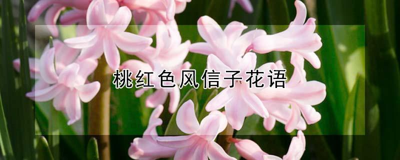 桃红色风信子花语（桃红色风信子的花语和寓意）