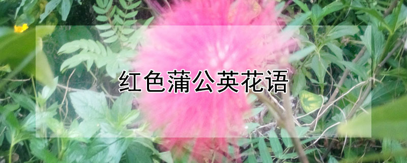 红色蒲公英花语