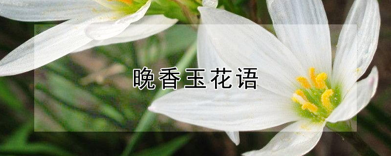 晚香玉花语（晚香玉花语象征与寓意）