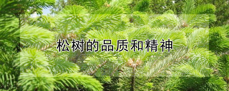 松树的品质和精神