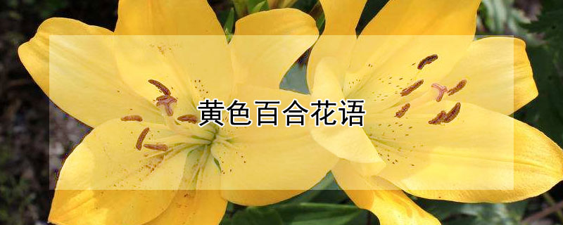 黄色百合花语